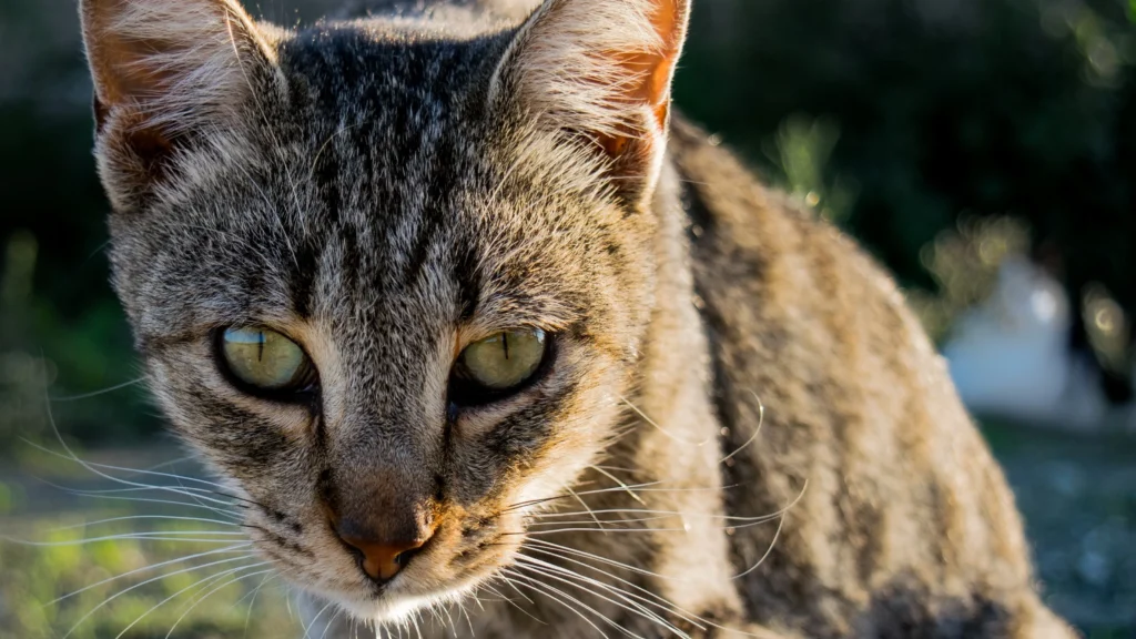 Sicilian Cat
